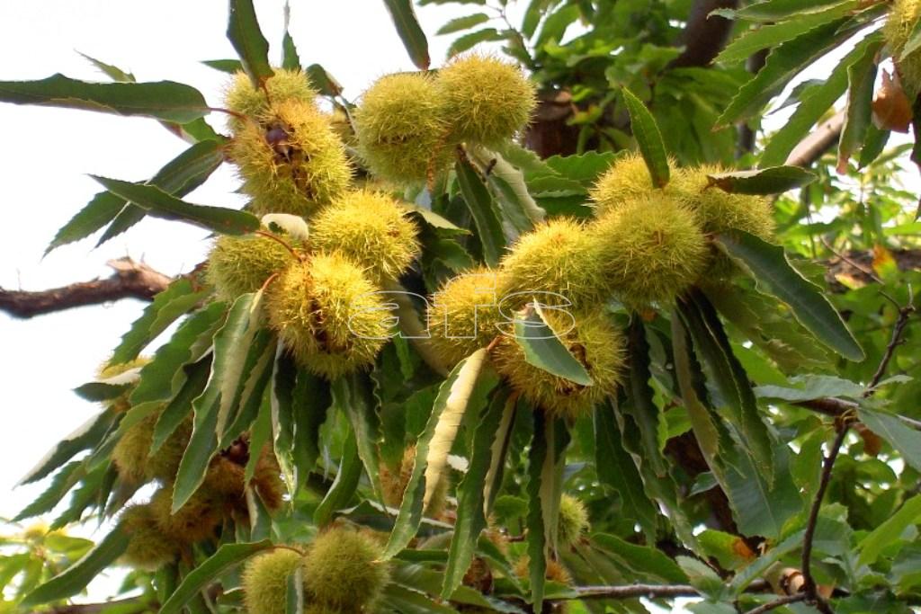 Nasce il Consorzio Castanicolo del “Marrone di Acquasanta”